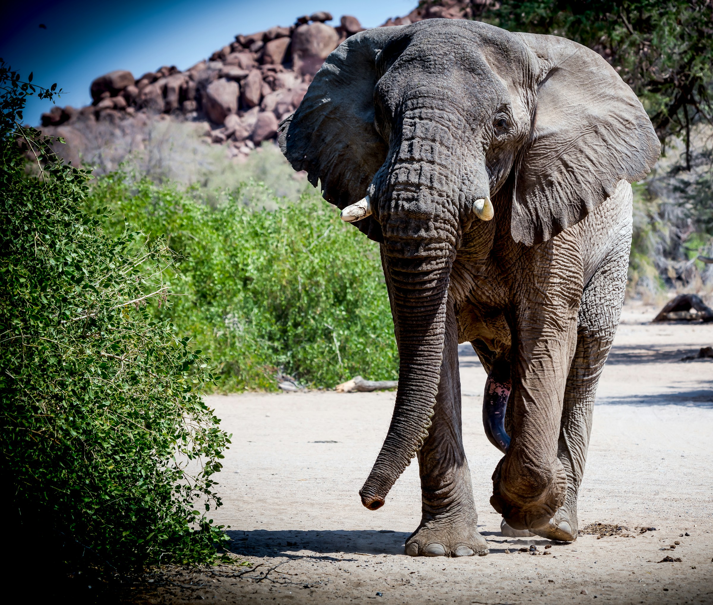 Die Namibischen Wüstenelefanten