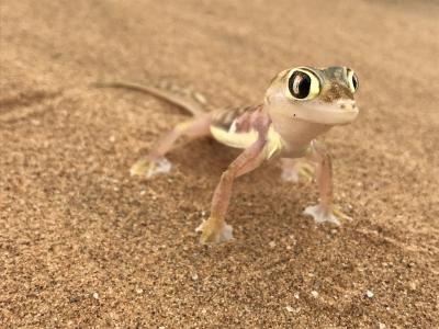 Die Little Five in Namibia 