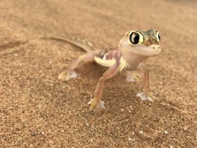 Die Little Five in Namibia 